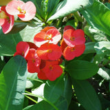 Red Crown of Thorns Live Plant, 4-7 Inch Tall, 4 Inch Pot
