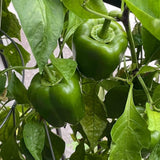 Sweet Bell Peppers Live Plant, 4 Inch Pot, 3-6" Tall