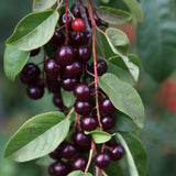 Chokecherry Plant Live, Fruit Tree, 5-8 Inch Tall, 5 Inch Pot