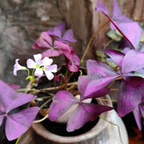 Purple Shamrock Oxalis Live Plant, 4-7 Inch Tall, 4 Inch Pot