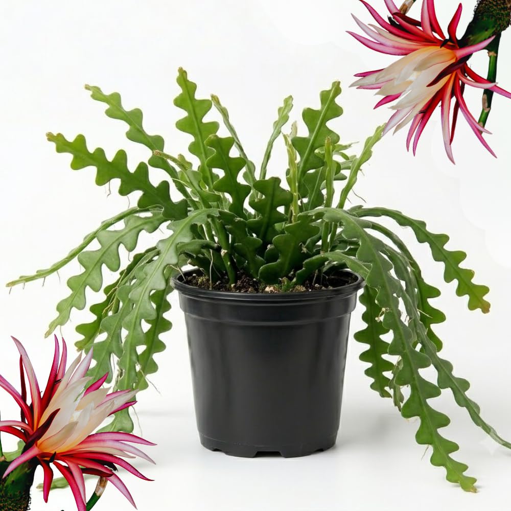 Pink Fishbone Cactus Epiphyllum Live Plant, 2 Inch Pot