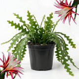 Pink Fishbone Cactus Epiphyllum Live Plant, 2 Inch Pot