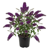 Black Purple Buddleia Live Plant 4-8" Tall