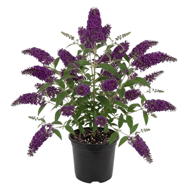 Black Purple Buddleia Live Plant 4-8" Tall