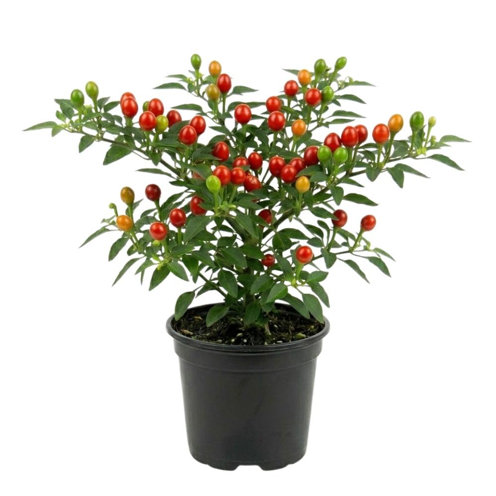 Hot Chiltepin Pepper Plant Live 4" Pot, 3–6" Tall