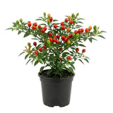 Hot Chiltepin Pepper Plant Live 4" Pot, 3–6" Tall
