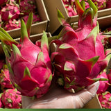 2 Dragon Fruit Plants Live, Fruit Cactus Plant, 3-6 Inch Tall