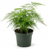 Asparagus Fern Live Plant, Houseplant, 4-8 Inch Tall, 4 Inch Pot