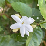 White Star Jasmine Live Plant, Well-Rooted Flower Plant, 4-6 Inch Tall