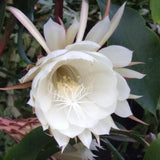 Night Blooming Cactus Plant, 4-6 Inch Tall, Fragrant White Cactus
