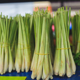 Lemongrass Herb Live Plant, Culinary Garden Herb, 4-7 Inch Tall