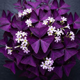 Set 2 Deep Purple Oxalis Triangularis Live Plant, 4–8 Inch Tall