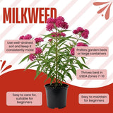Set of 2 Pink Milkweed Live Plant 4-6" Tall