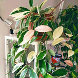 Live Hoya Tricolor House Plant 2" Pot