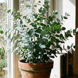 Silver Eucalyptus Tree Plant Live, Foliage Tree, 4-6 Inch Tall, 4 Inch Pot
