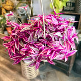 Pink Wandering Jew Live Plant, Desk Shelf Plant, 3-5 Inch Tall, 3 Inch Pot