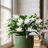 White Holiday Cactus Live Plant, Live Houseplant, 4-7 Inch Tall, 4 Inch Pot