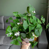 Green Shamrock Oxalis Plant Live, Rare Indoor Houseplant, 3-6 Inch Tall