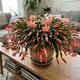 Salmon Christmas Cactus Live Plant, 3 Inch Pot, 2 Plants Per Pot