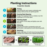 1000 Culantro Seeds, Raised Bed Garden Seeds