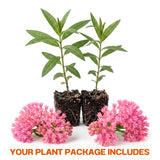 2 Pink Milkweed Live Plants, 3-6 Inch Tall