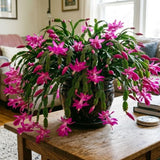 Purple Christmas Cactus Live Plant, 3 Inch Pot, 2 Plants Per Pot