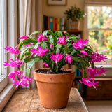 Holiday Cactus Live Plant, Rare Houseplant, 4-7 Inch Tall, 4 Inch Pot