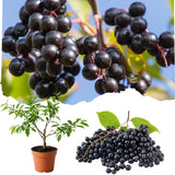 Chokecherry Plant Live, Fruit Tree, 5-8 Inch Tall, 5 Inch Pot
