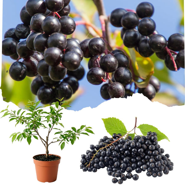 Chokecherry Plant Live, Fruit Tree, 5-8 Inch Tall, 5 Inch Pot