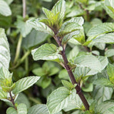 Chocolate Mint Live Plant 3-6" Tall