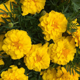Yellow African Marigold Live Plant 4" Pot