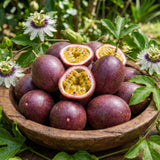 Purple Passionfruit Plant Live, Passion Fruit Vine Plant, 4-6'' Tall
