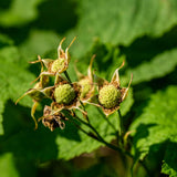Thimbleberry Live Plant, Well-Rooted Berry Plant, 3-5 Inch Tall, 5 Inch Pot