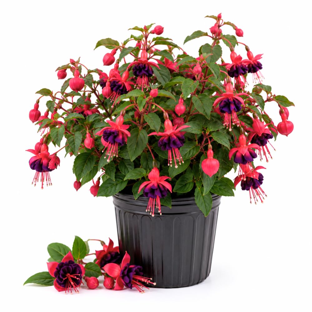 Black Fuchsia Live Plant, 4-8 Inch Tall, 5 Inch Pot, Blooming Flowers Plant
