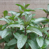 Chocolate Mint Live Plant, 4-6 Inch Tall, 3.5 Inch Pot