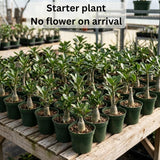 Random Desert Rose Live Plant 4-7 Inches, Colorful Adenium Obesum Succulent Plants for Indoor Outdoor, Hardy, Ready to Grow