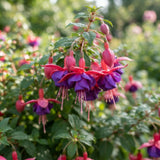 White Purple Fuchsia Live Plant, Flower Plant, 4-8 Inch Tall in 5 Inch Pot