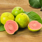 Pink Guava Tree Live Plant, Sweet Tropical Fruit, 6-10 Inches Tall