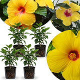 4 Yellow Hibiscus Live Plants, Outdoor Garden Flower Plant, 4-8 Inch Tall