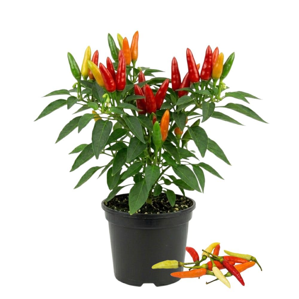 Hot Yellow Red Pepper Plants Live, 2 Plants Per Pot, 3-6 Inch Tall