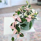 Live Hoya Tricolor House Plant 2" Pot