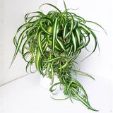 Curly Spider Plant, 4 Inch Pot Live Spider Plants