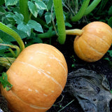 Live Pumpkin Plant, Pumpkin Plant Live 4-7" Tall