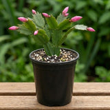 Pink Holiday Cactus Live Plant, Live Houseplant, 4-7 Inch Tall, 4 Inch Pot