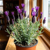 2 Spanish Lavender Plants, 4-8" Tall