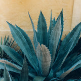 Blue Agave Succulent Plant Live, Rooted Starter Plant, 4-6 Inch Tall