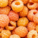 3 Fall Gold Raspberry Live Plants, Ready to Grow Plant, 4-6 Inch Tall