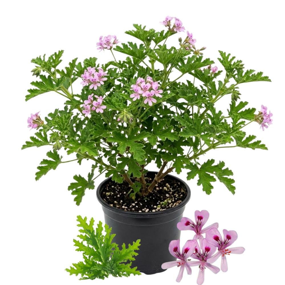 Live Citronella Geranium Plantin 4" Pot, 5-9 Inches Tall