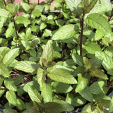 Chocolate Mint Live Plant, 4-6 Inch Tall, 3.5 Inch Pot