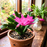 Holiday Cactus Live Plant, Rare Houseplant, 4-7 Inch Tall, 4 Inch Pot